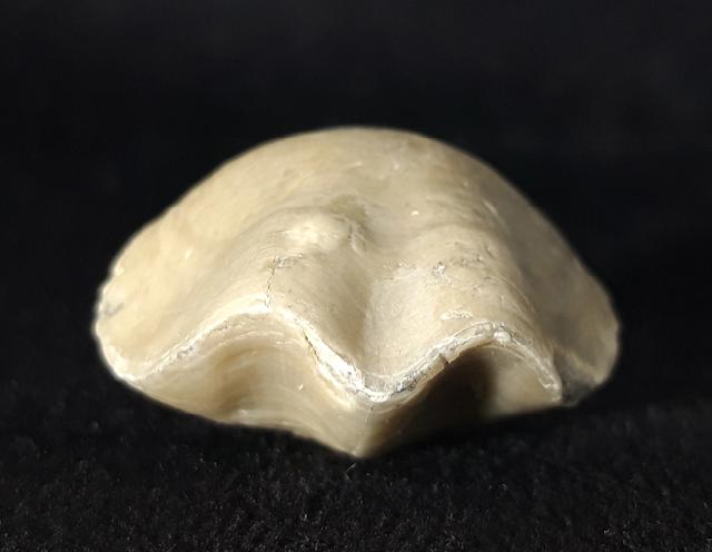 Sellithyris subsella LEYMERIE 1846 - Bild © FossNet FossilienStore